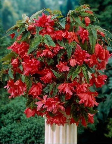 B. ‘Desert Storm’